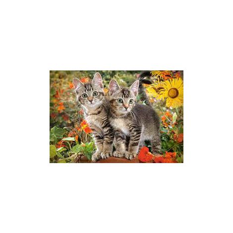 Puzzle Castorland 1500el Dwa kotki - 2